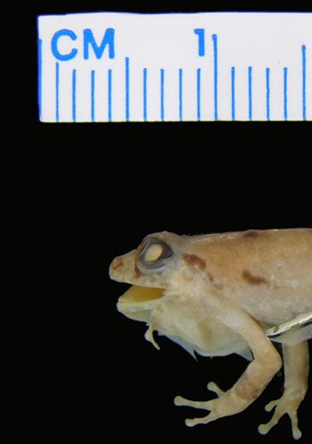 Media type: image; Herpetology A-9358